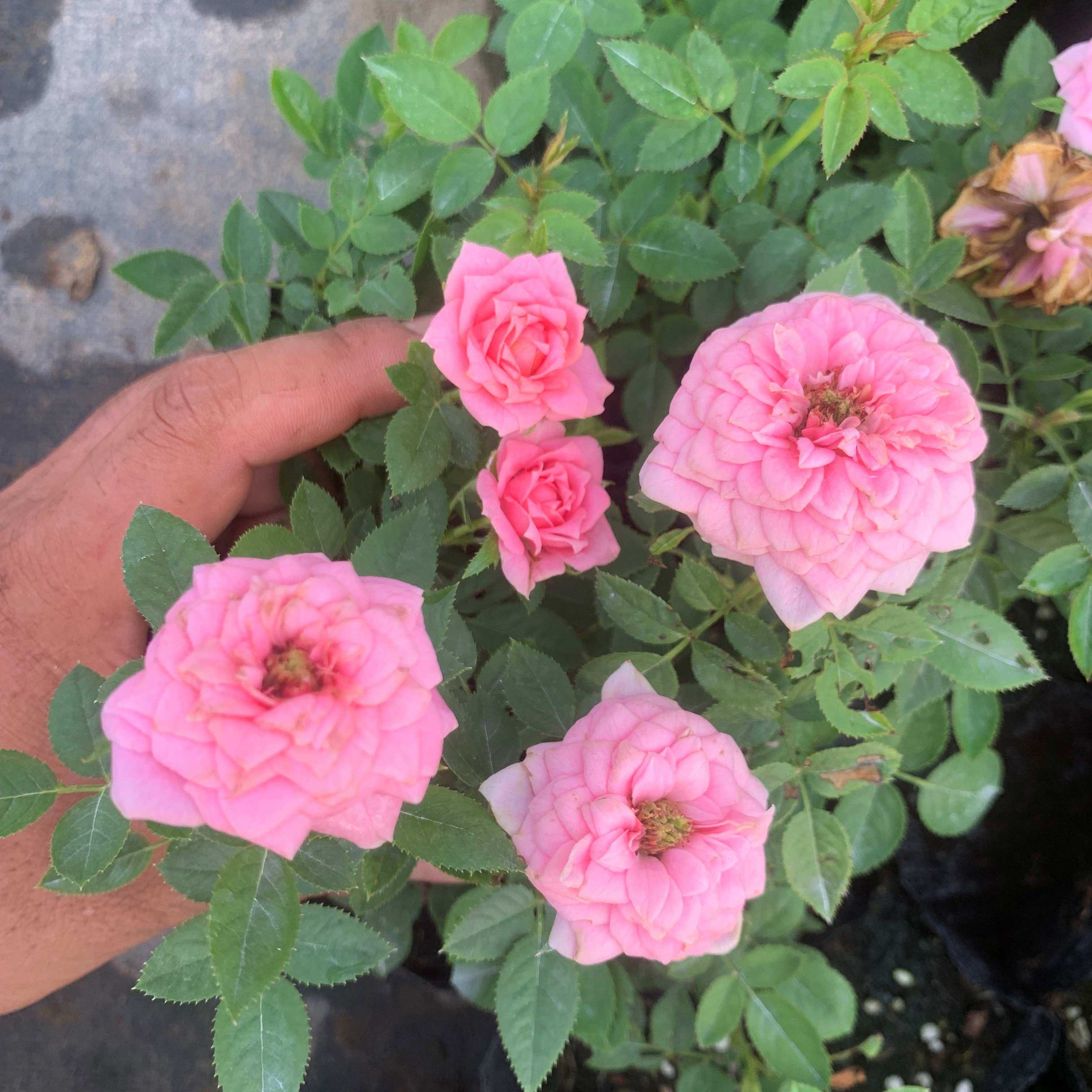 微月 粉珍珠 月季花苗 微型灌木多头勤花直立玫瑰庭院阳台盆栽,鲜花速递/花卉仿真/绿植园艺,月季/蔷薇/玫瑰,淘宝优惠券,粉丝福利购,淘宝优惠卷