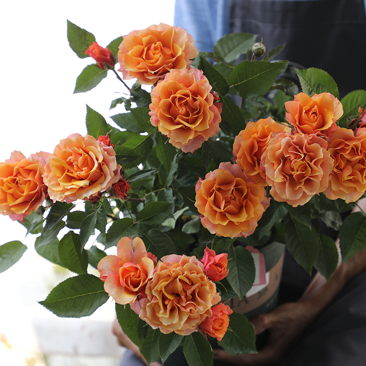 永远的艾帕索 月季花苗 多花灌木勤花多头玫瑰 阳台庭院盆栽