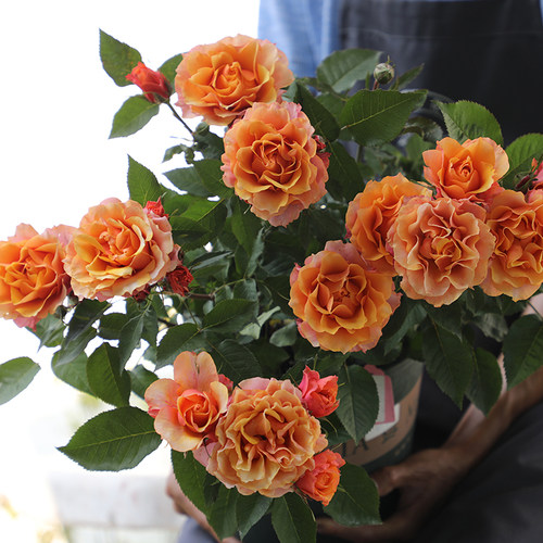 永远的艾帕索 月季花苗 多花灌木勤花多头玫瑰 阳台庭院盆栽