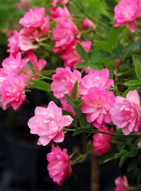 微月 天荷繁星 月季花苗微型多头灌木勤花玫瑰庭院阳台卉盆栽植物