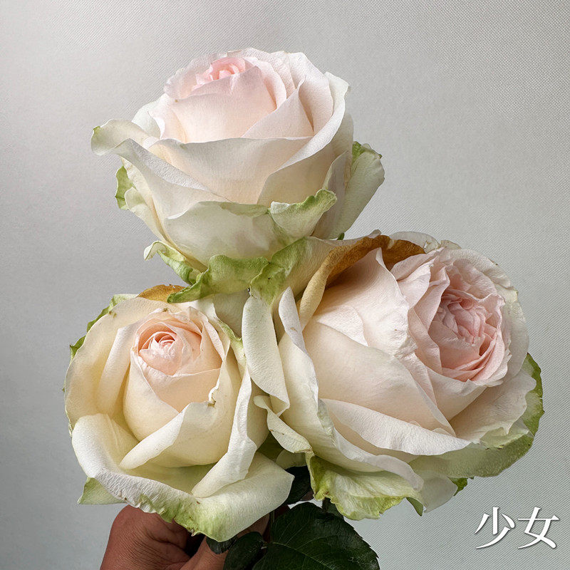 新品 少女 月季花苗 大花高杯切花玫瑰 直立抗病强阳台盆栽月季苗,鲜花速递/花卉仿真/绿植园艺,月季/蔷薇/玫瑰,淘宝优惠券,粉丝福利购,淘宝优惠卷