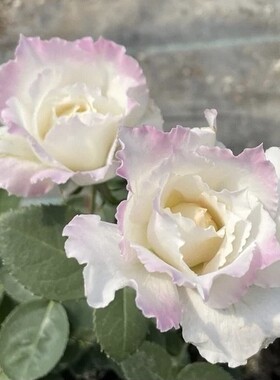 乐柏 月季花苗 河本系列 浓香大花灌木月季勤花 阳台庭院盆栽