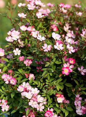 微月 杏花雨 月季花苗微型灌木多头勤花玫瑰庭院阳台盆栽花卉