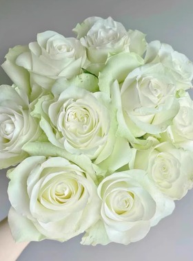 新品 月光石 月季花苗 大花灌木切花勤花月季玫瑰 庭院阳台盆栽