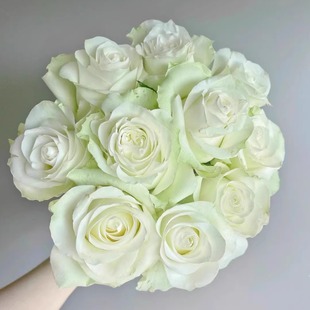 月光石 玫瑰 月季 大花灌木切花勤花月季 庭院阳台盆栽 花苗 新品