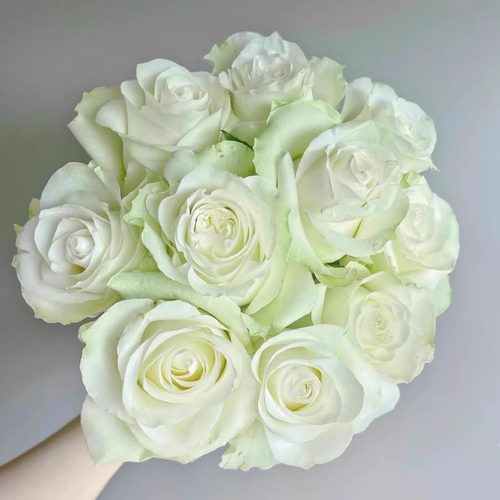 新品 月光石 月季花苗 大花灌木切花勤花月季玫瑰 庭院阳台盆栽