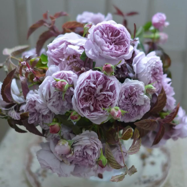 河本 梦想 月季花苗日月大花灌木重瓣多头勤花淡香庭院阳台盆栽,鲜花速递/花卉仿真/绿植园艺,月季/蔷薇/玫瑰,淘宝优惠券,粉丝福利购,淘宝优惠卷