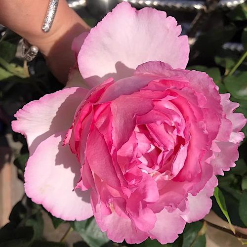 伊芙雪吻月季花苗大花灌木浓香