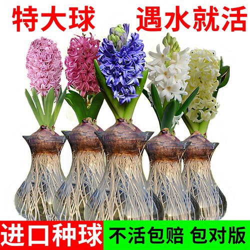 荷兰进口风信子种球水培土养