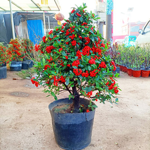 火棘盆栽吉祥果喜庆果满堂红办公室内火棘树老桩盆景寓意红红火火