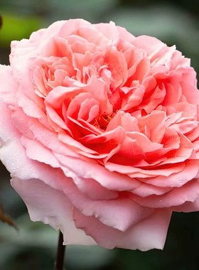 莫莱纳之爱月季玫瑰小苗灌木大花浓香 直立勤花抗病 法国尼普