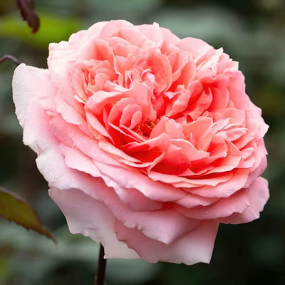 莫莱纳之爱月季玫瑰小苗灌木大花浓香 直立勤花抗病 法国尼普