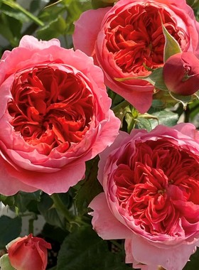 朱砂碗 月季花苗灌木浓香勤花包子型月季阳台花卉庭院盆栽花卉