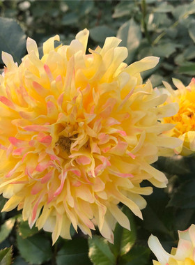 新品 烟花波浪 月季花苗 黄色勤花灌木大花卉玫瑰盆栽室内外阳台