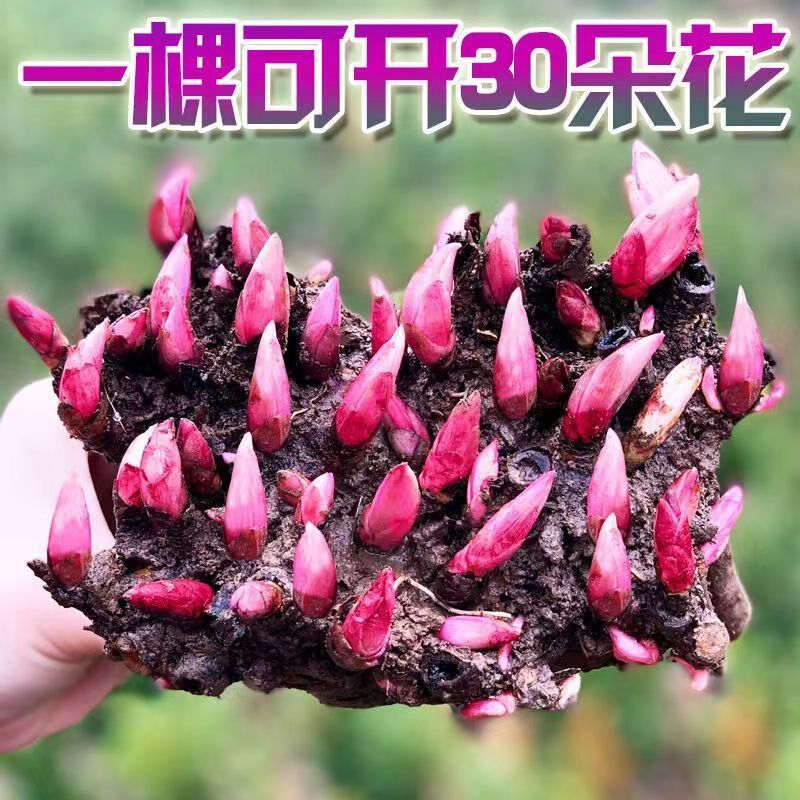 牡丹花苗芍药种球根种球四季开花庭院阳台盆栽多年生花卉种球根