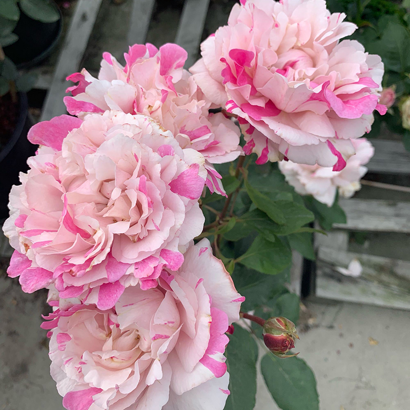 伊芙六号 月季花苗伊芙系列浓香型特大花四季庭院阳台盆栽