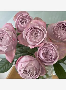 新品 淡紫色棉花糖 月季花苗日月大花灌木包子型浓香庭院阳台盆栽