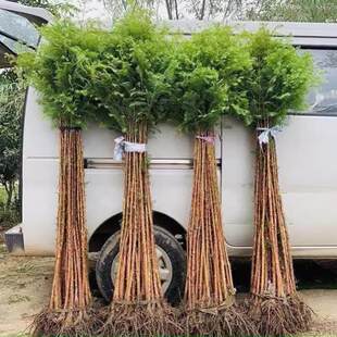 水培水杉树苗室内速生盆栽卧室办公桌植物庭院可净化空气鱼缸造景