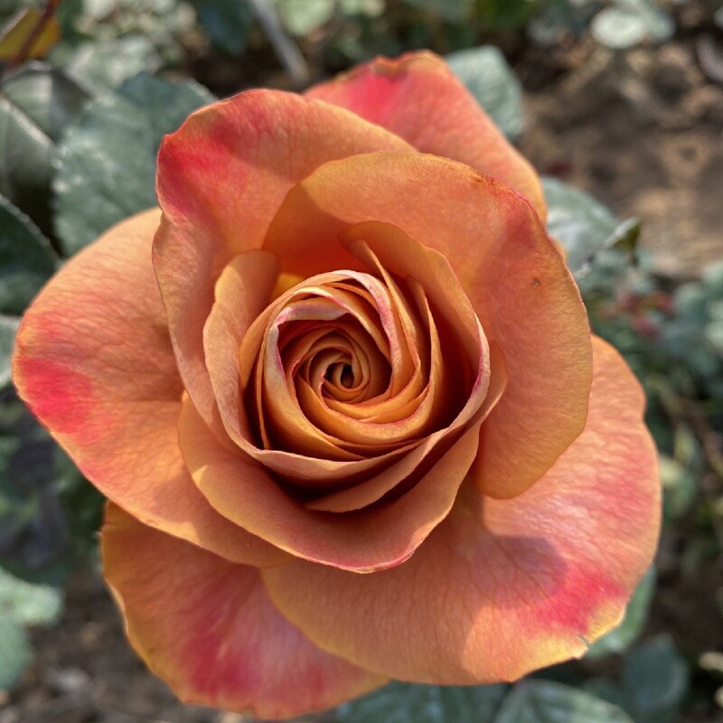 新品【符号/标志】月季德芮尔切花复古大花庭院阳台盆栽勤花