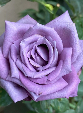 喝彩月季花大苗蓝紫色盆栽浓香大花四季阳台庭院玫瑰花卉植物抗病