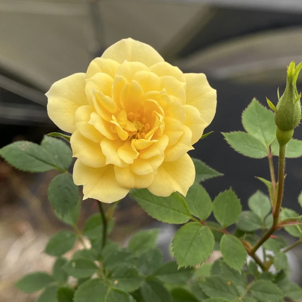 微月 黄金雅 月季花苗 微型灌木多头多花月盆景盆栽阳台绿植物