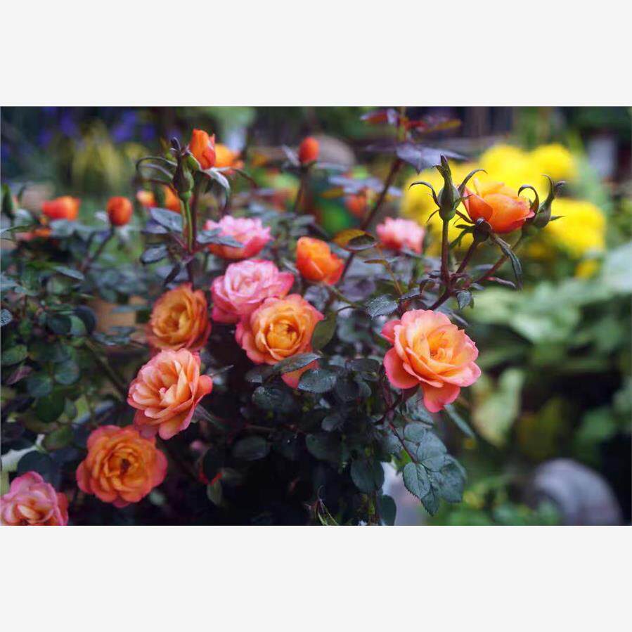 微月 变色宝宝 月季花苗 微型多头灌木勤花玫瑰庭院阳台盆栽