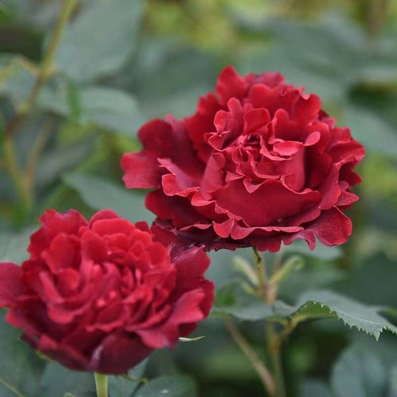 纪念芭芭拉 月季花苗 大花灌木勤花红色丰花戴尔巴德阳台庭院盆栽,鲜花速递/花卉仿真/绿植园艺,月季/蔷薇/玫瑰,淘宝优惠券,粉丝福利购,淘宝优惠卷