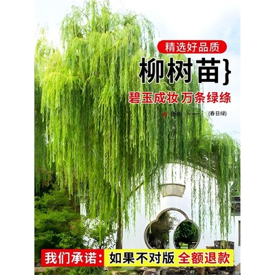 垂柳柳树树苗黄金柳青柳直柳树苗公园绿化行道树风景树苗柳树乔木