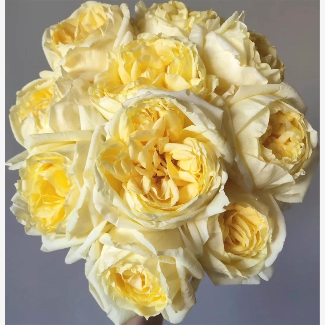 伊芙 金伯爵 月季花苗 灌木切花浓香勤花大花玫瑰庭院阳台盆栽