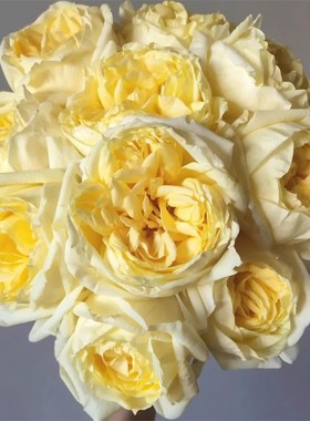 伊芙 金伯爵 月季花苗 灌木切花浓香勤花大花玫瑰庭院阳台盆栽