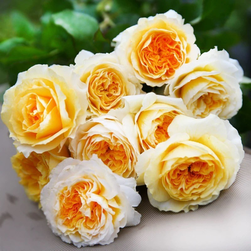 碧翠丝 月季花苗 切花灌木勤花月季阳台室外庭院玫瑰盆栽植物,鲜花速递/花卉仿真/绿植园艺,月季/蔷薇/玫瑰,淘宝优惠券,粉丝福利购,淘宝优惠卷