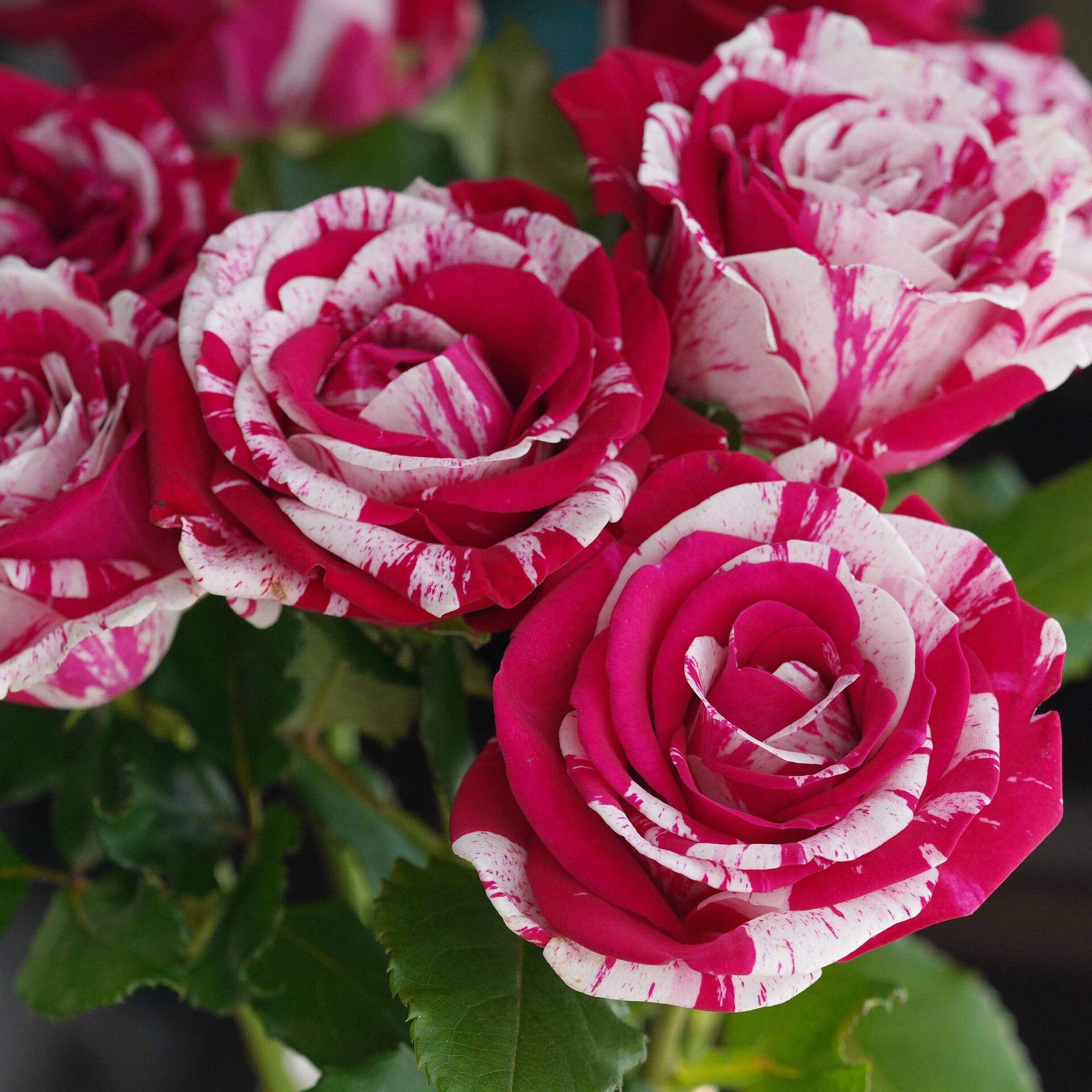 胡里奥 月季花苗 条纹大花浓香勤花月季玫瑰 阳台庭院盆栽,鲜花速递/花卉仿真/绿植园艺,月季/蔷薇/玫瑰,淘宝优惠券,粉丝福利购,淘宝优惠卷