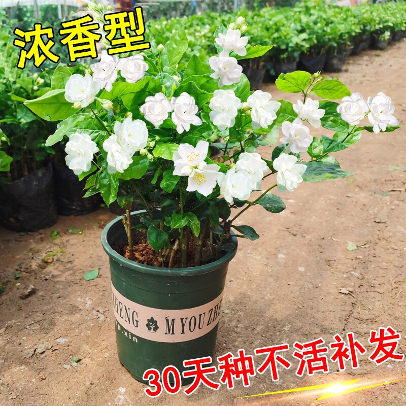 白茉莉花苗盆栽室内植物阳台绿植浓香型花卉双色茉莉带花四季易活