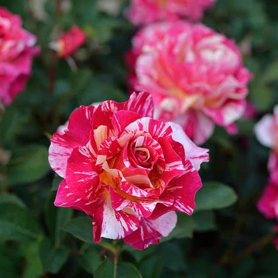 莫里斯尤特里罗 月季花苗大花条纹型花朵勤花灌木月季 盆栽花卉