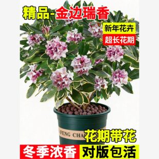 金边瑞香盆栽浓香型带花苞老桩树苗冬季开花四季常青植物耐寒花卉