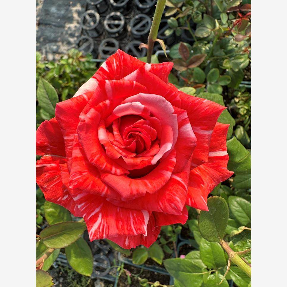 新品 野猫 月季花苗厄瓜多尔大花正红条纹灌木庭院阳台盆栽盆栽