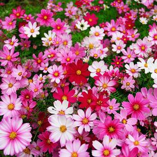 波斯菊花种子格桑花种籽子四季播种开花易活七彩花籽庭院野花种孑