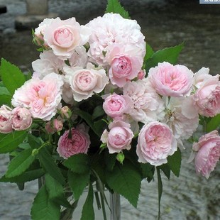 微型丰花月季 新品 花苗 月季 花色柔美清新香味 花间小路