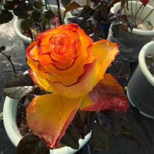 灌木大花庭院阳台盆栽切花玫瑰 月季 新品 达喀尔