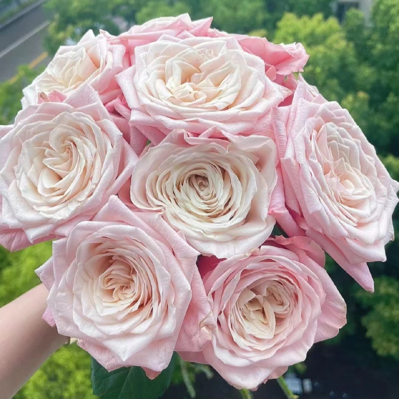 【甜蜜奶咖】新品灌木切花月季阳台盆栽大花玫瑰庭院地栽抗病勤花