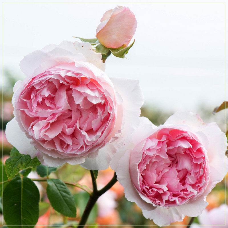 威基伍德 粉伍德 月季花苗奥斯汀玫瑰细枝条可藤可灌月季庭院盆栽,鲜花速递/花卉仿真/绿植园艺,月季/蔷薇/玫瑰,淘宝优惠券,粉丝福利购,淘宝优惠卷