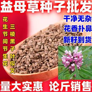 益母草种子益母草种籽当季新品包邮可做芽苗菜水培蔬菜种子播种