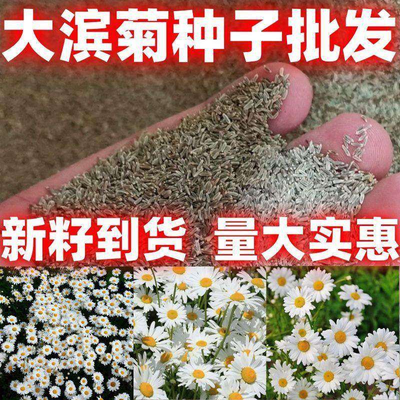 大滨菊种子多年生宿根花卉花草种子景观绿化耐寒庭院观花种子包邮