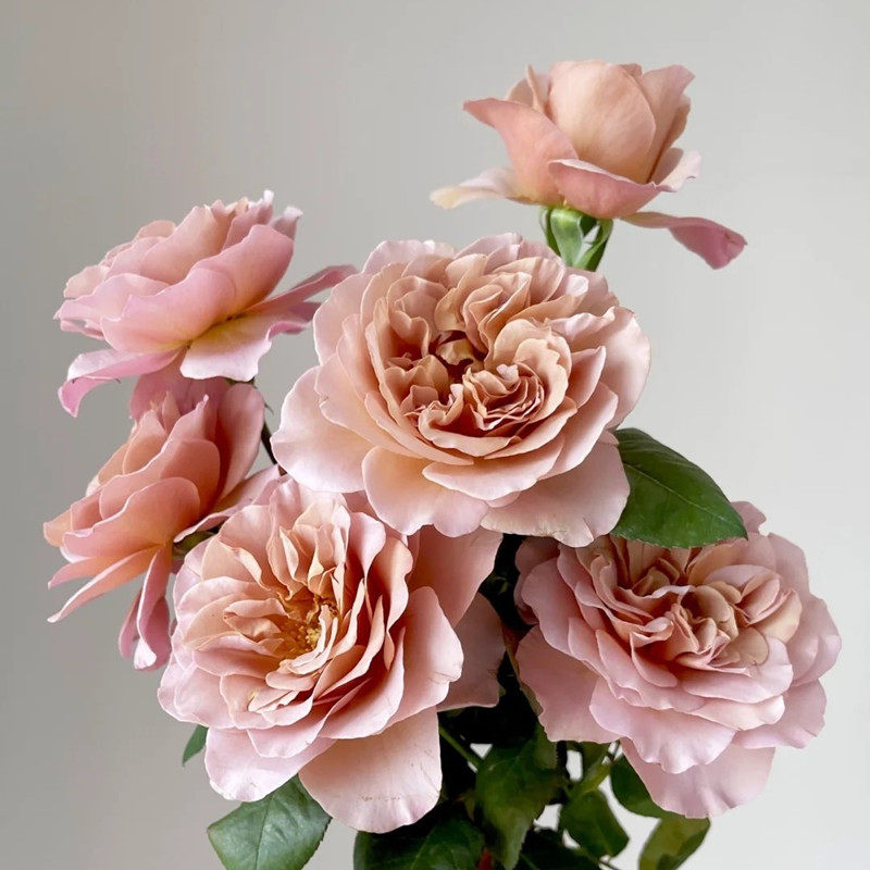 拿铁咖啡 复古色系大花月季花苗灌木多季勤花 阳台花园盆栽花卉,鲜花速递/花卉仿真/绿植园艺,月季/蔷薇/玫瑰,淘宝优惠券,粉丝福利购,淘宝优惠卷