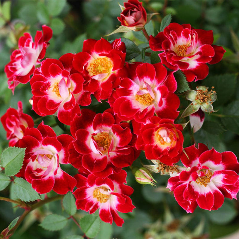 微月 小画家 姬月季花苗 日本赤花微型多头勤花灌木浓香 月季盆栽,鲜花速递/花卉仿真/绿植园艺,月季/蔷薇/玫瑰,淘宝优惠券,粉丝福利购,淘宝优惠卷