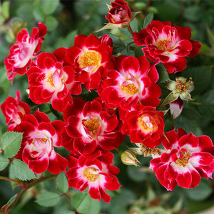 微月 小画家 姬月季花苗 日本赤花微型多头勤花灌木浓香 月季盆栽