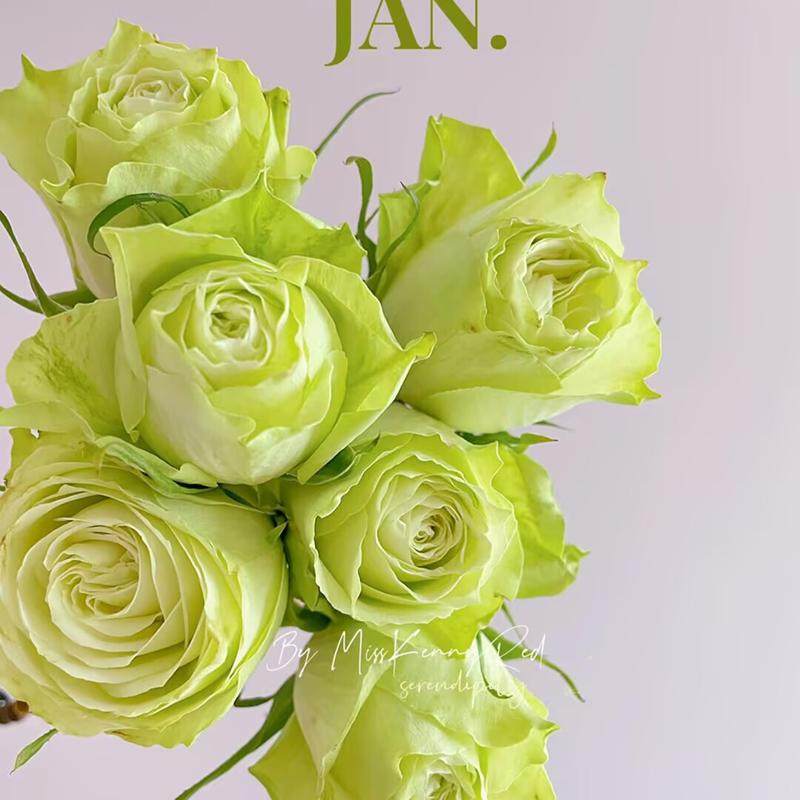 新品 薄荷茶 月季花苗奶绿色小卷边大花灌木月季阳台庭院盆栽,鲜花速递/花卉仿真/绿植园艺,月季/蔷薇/玫瑰,淘宝优惠券,粉丝福利购,淘宝优惠卷