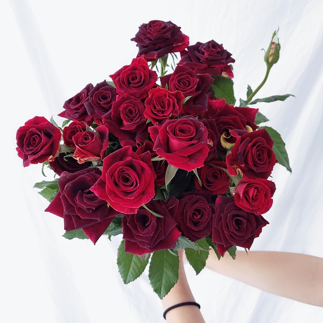 紫罗兰 月季花苗 流星雨芽变 大花灌木勤花月季阳台庭院盆栽花卉