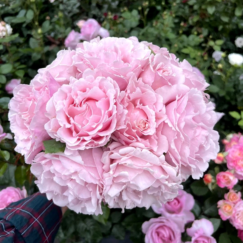 新品玫瑰索菲罗莎藤本欧月季扦插玫瑰花苗大花浓香抗病多季开