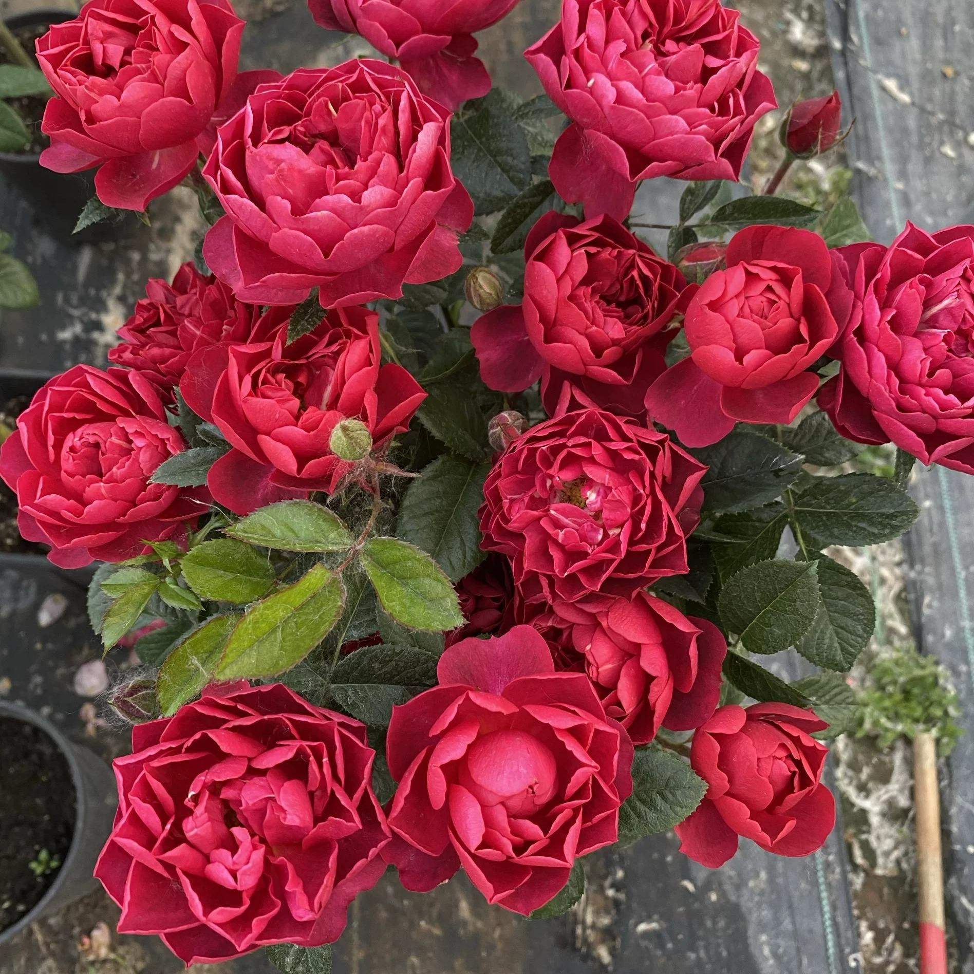 法拉利果汁/黑红果汁/樱桃果汁 月季花苗 灌木庭院阳台盆栽花卉,鲜花速递/花卉仿真/绿植园艺,月季/蔷薇/玫瑰,淘宝优惠券,粉丝福利购,淘宝优惠卷